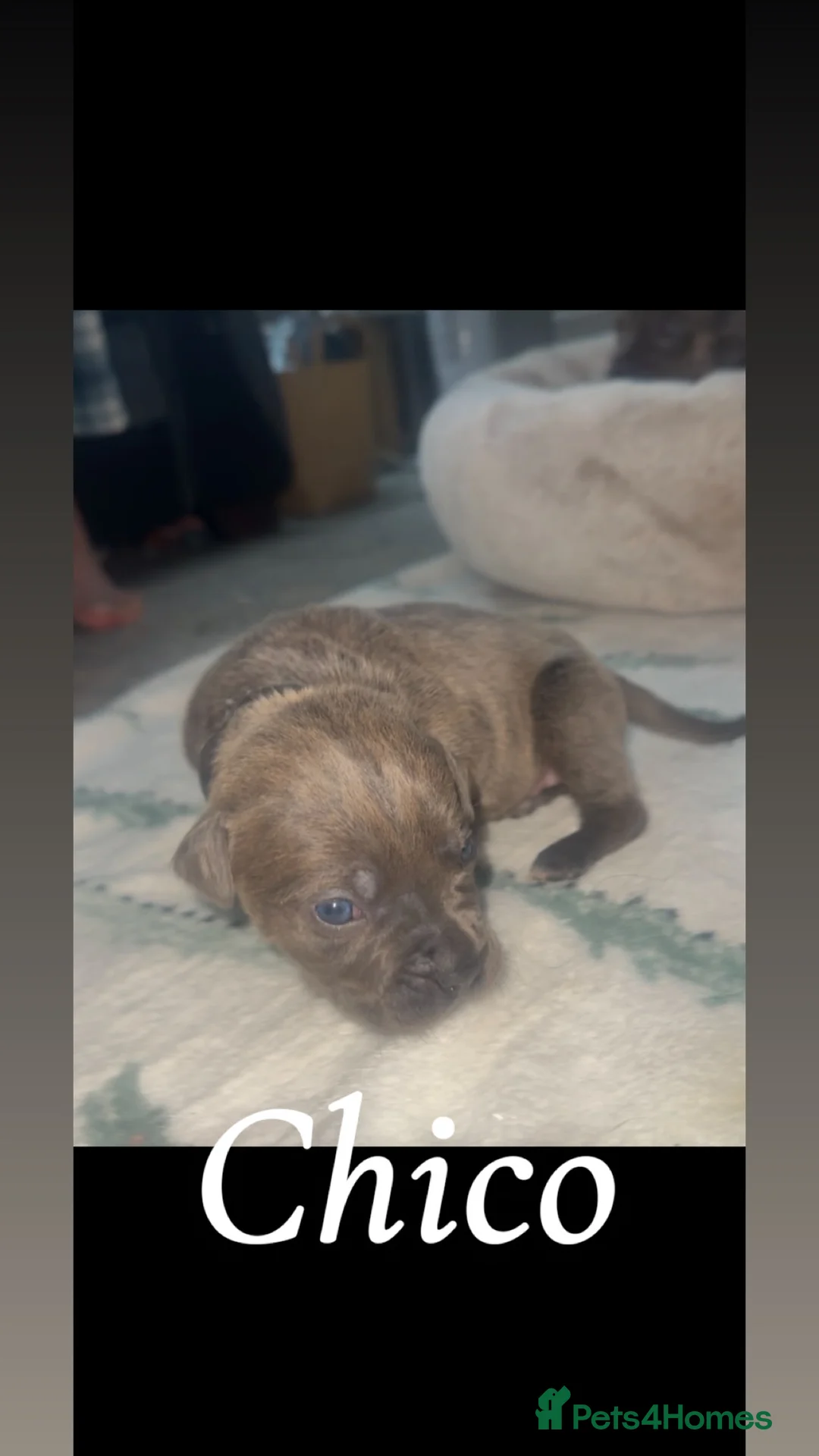 Cane Corso dogs for sale: Cane corso puppies, beautiful litter. - Advert 2