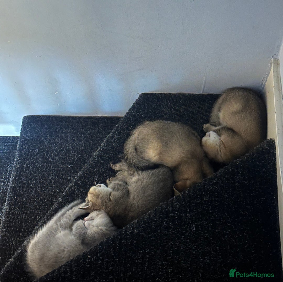 British Shorthair cats for sale: 4 adorable kitties for sale TICA registered - Advert 10