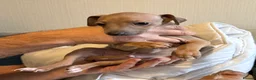 Italian Greyhound dogs for sale: 2 LEFT KC Italian greyhound puppies  - Advert 19