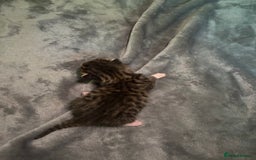 Mixed Breed cats for sale: Half bengals  - Image 10