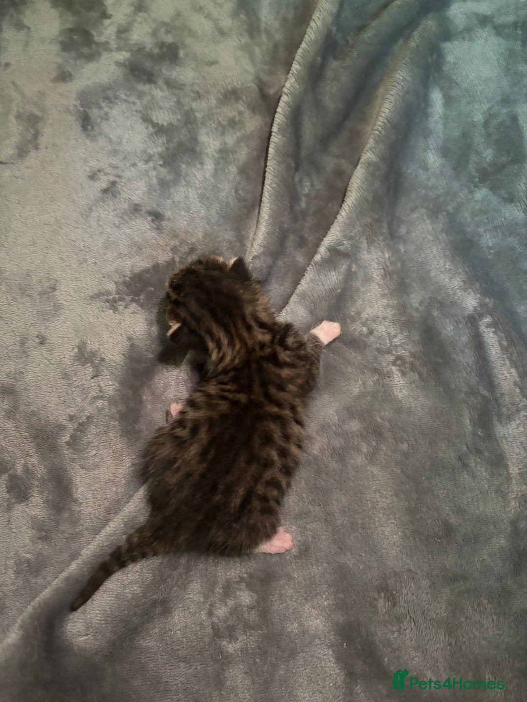 Mixed Breed cats for sale: Half bengals  - Image 10