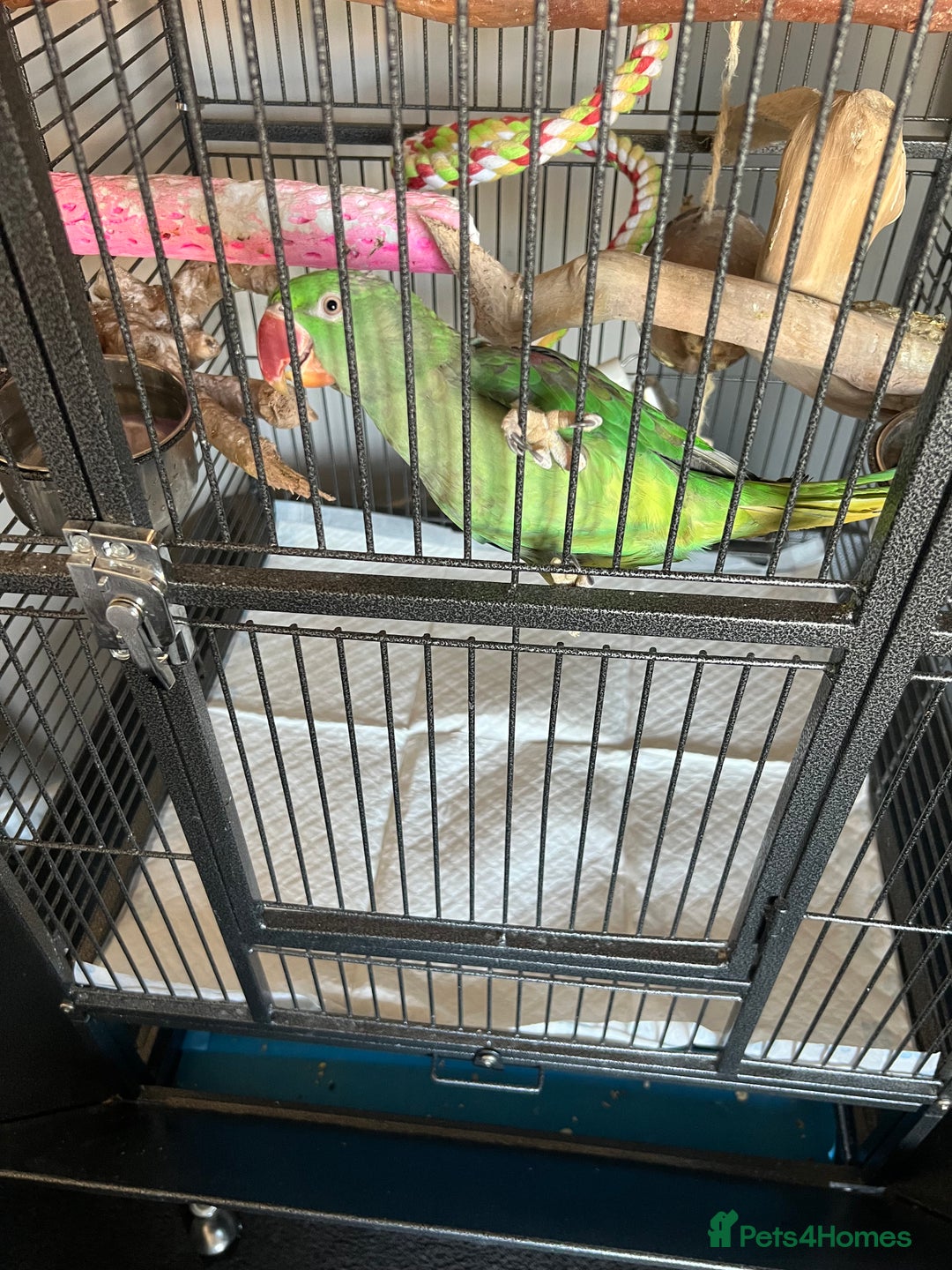 Parrots birds for sale: Alexandrine parrot for sale  - Image 7