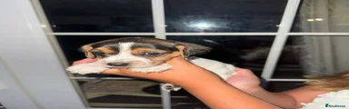 Jack Russell 9