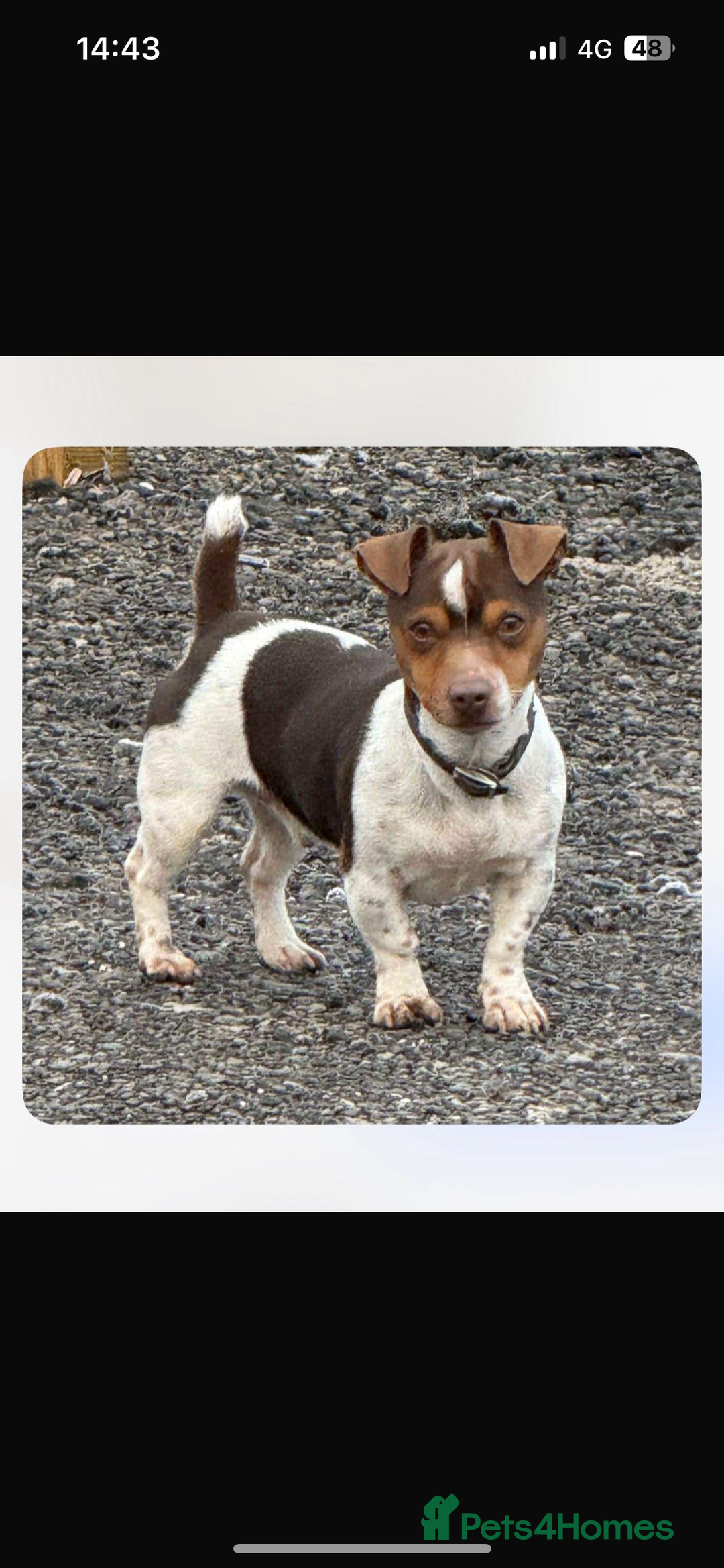 Jack Russell dogs for sale: Jack Russell puppies  - Advert 6