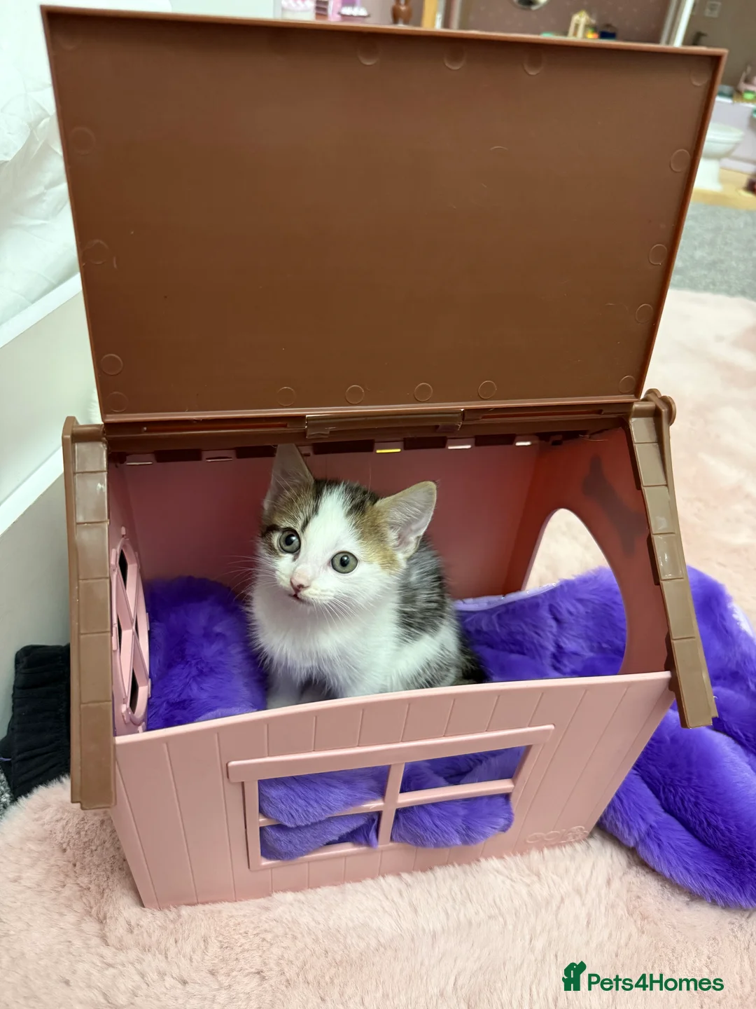 Mixed Breed cats for sale: 2 adorable kittens available  in Gateshead - Advert 2