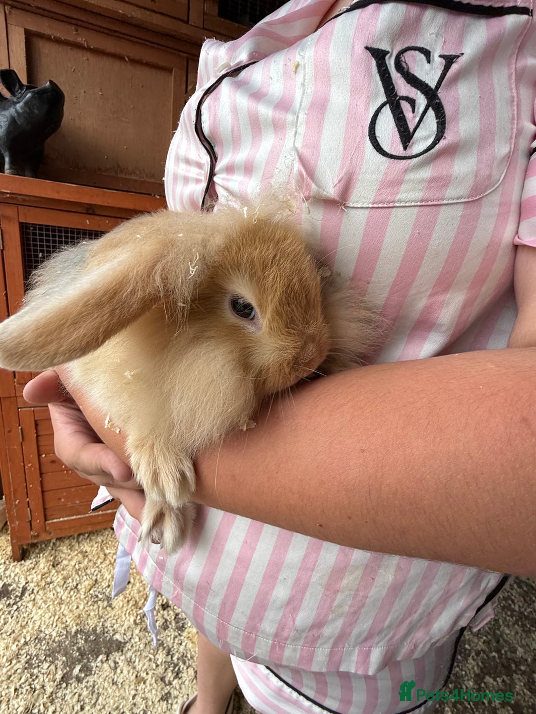 Mini Lop rabbits for sale: 1 beautiful mini lops for sale  - Image 18