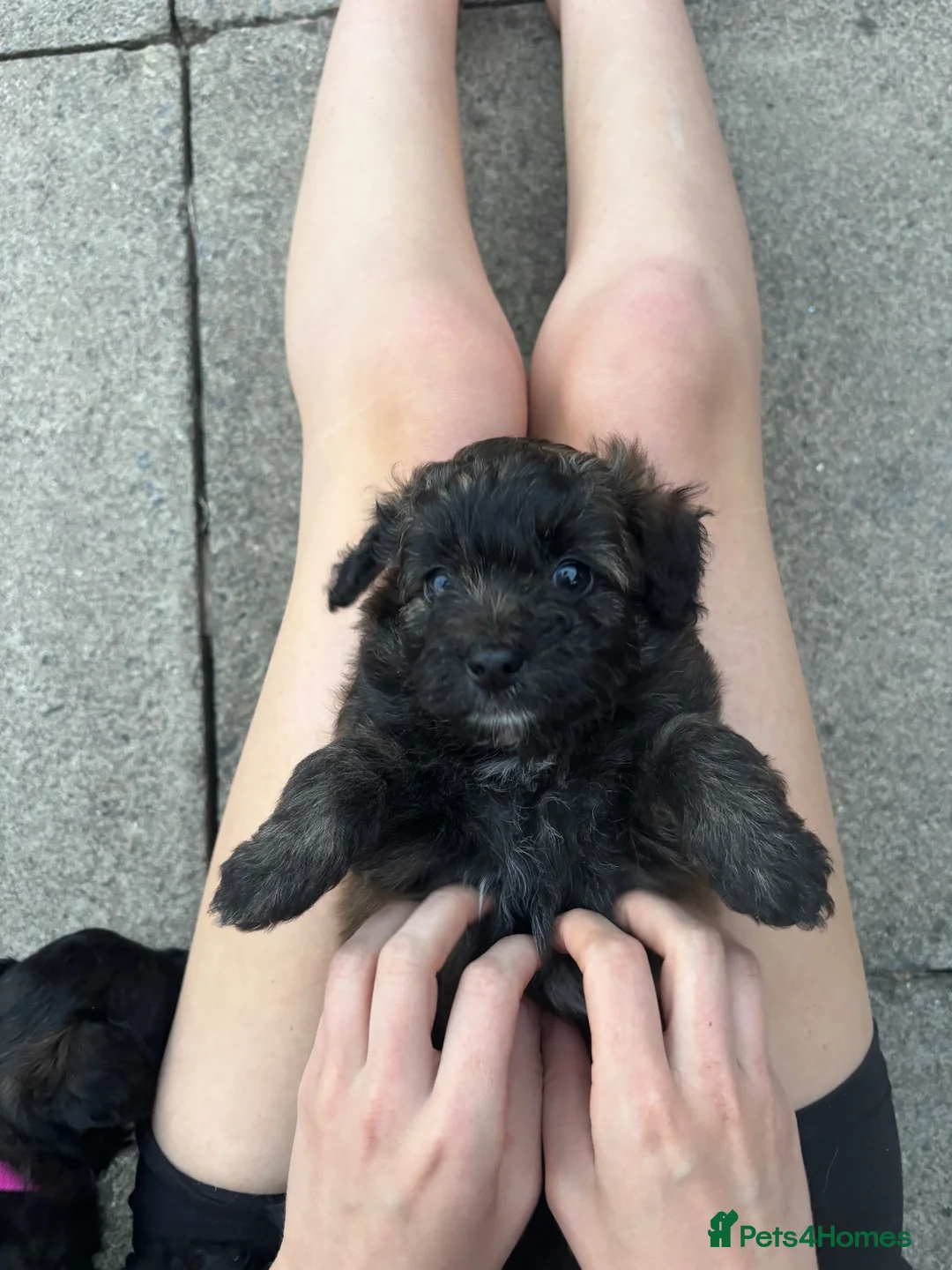 Mixed Breed dogs for sale: Gorgeous Spitzpoo Puppies 🐶 - Advert 18