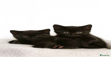 British Shorthair cats - Advert 9