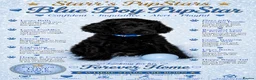 Standard Poodle dogs for sale: Starri’ PupStars   - standard poodle  - Advert 22