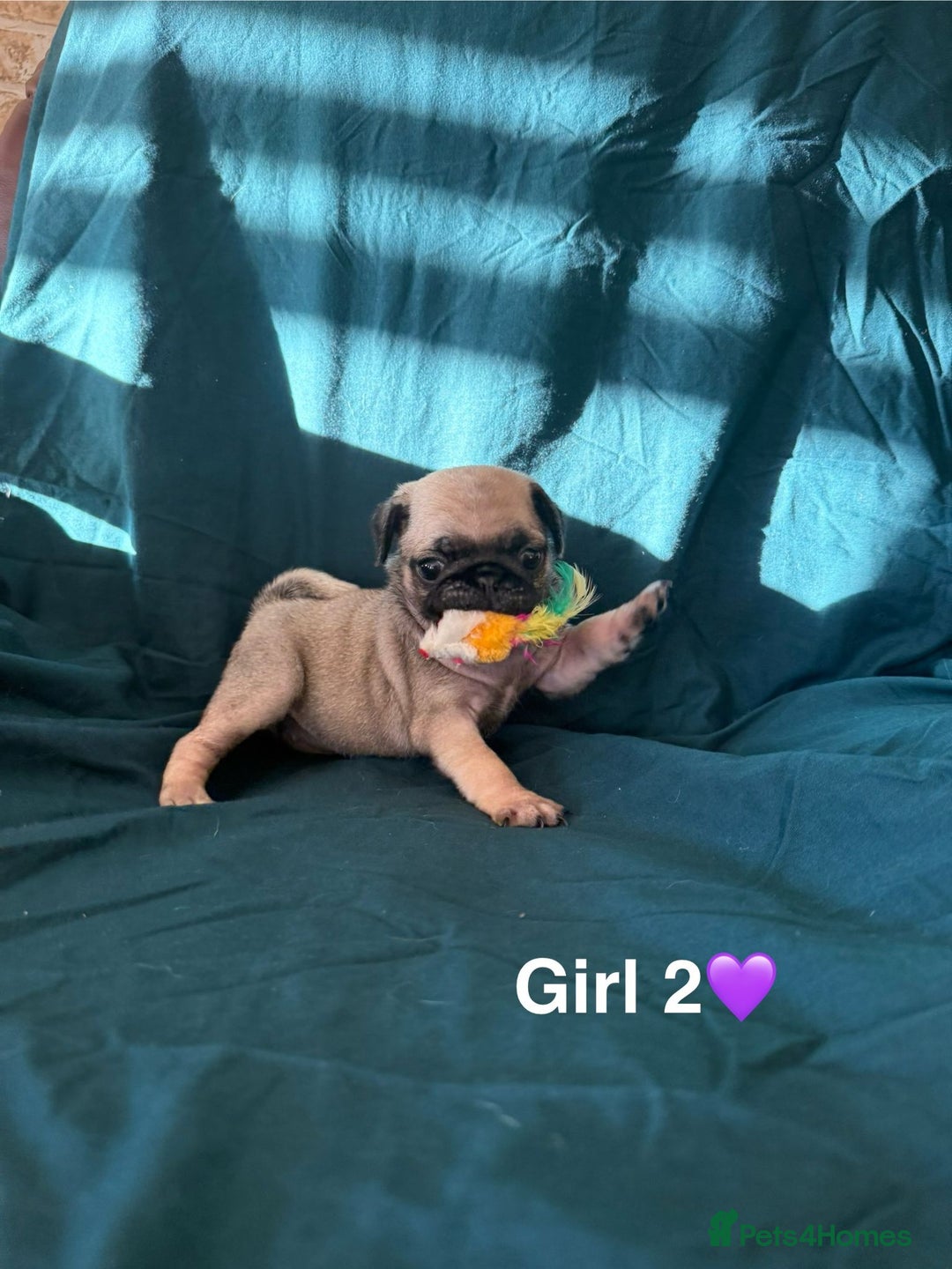 Pug dogs for sale: Stunning Fawn Pug KC Registered Litter - Image 12