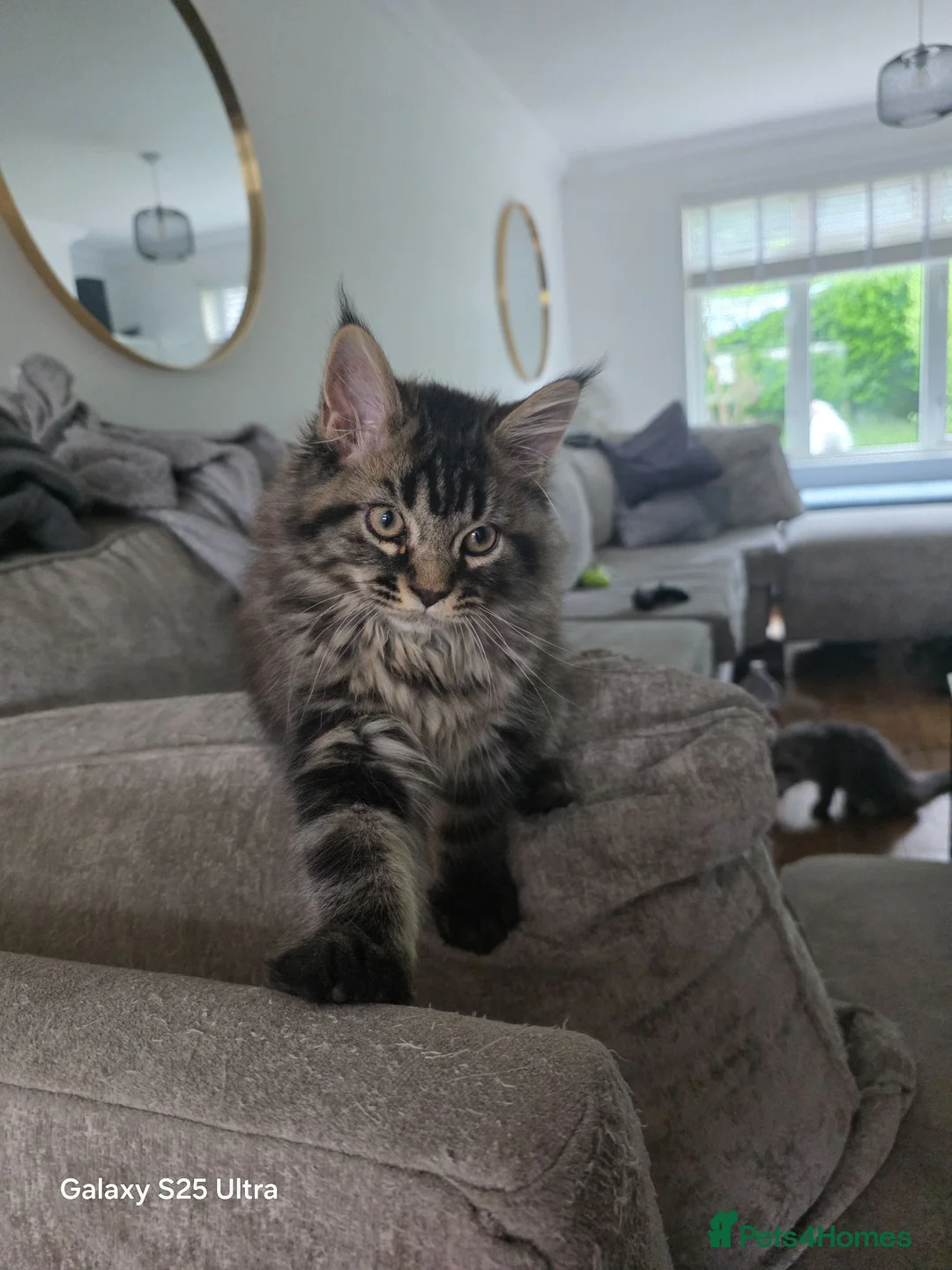 Maine Coon cats for sale: Atlas ready now £700 for a good home  - Advert 2