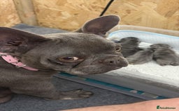 French Bulldog dogs for sale: 1 KC REG BOY LEFT 🩵🩵🩵 READY TO GO 🩵 in Basildon - Image 12