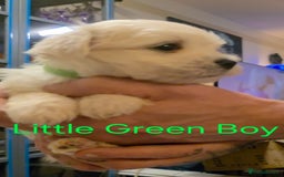 Maltese dogs for sale: Adorable Maltese puppies - Image 9