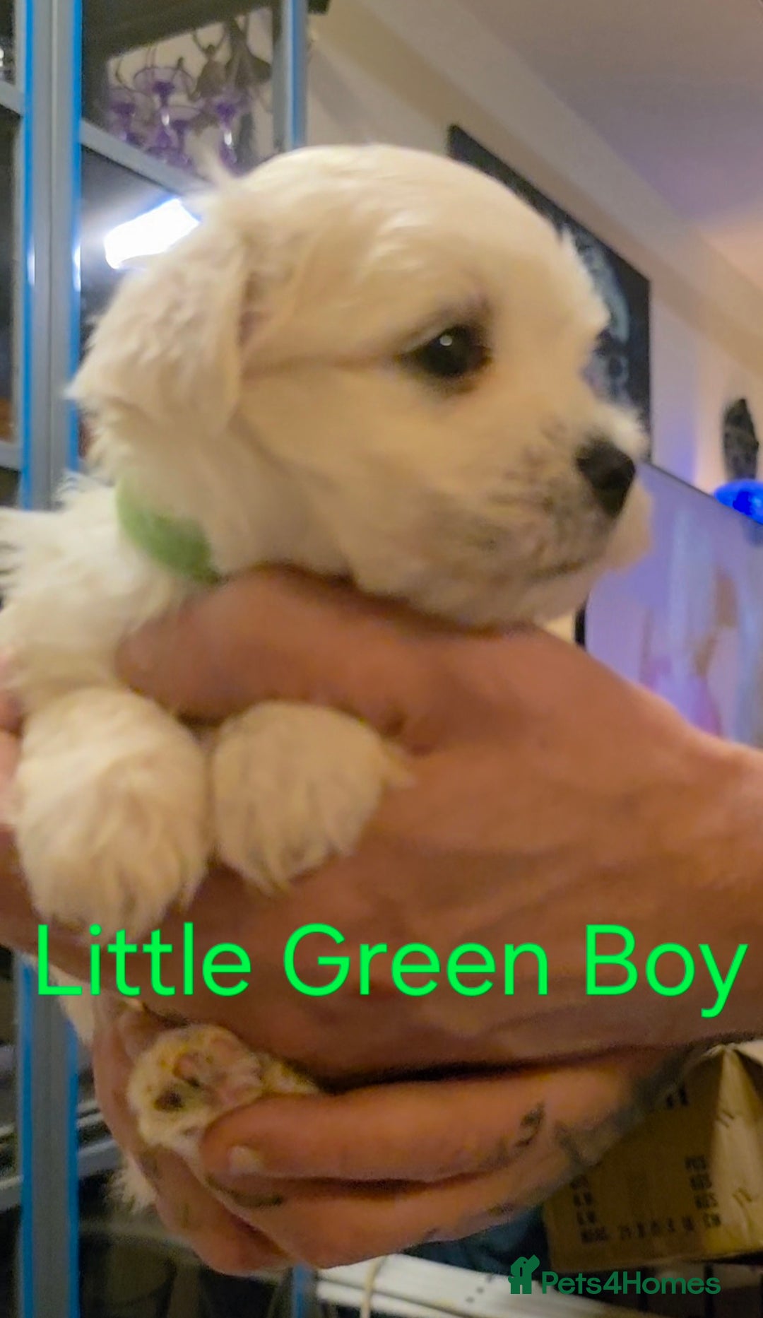 Maltese dogs for sale: Adorable Maltese puppies - Image 9
