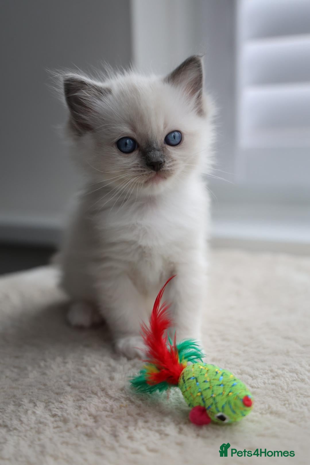 Ragdoll cats for sale: GCCF Ragdoll kittens. Lynx, Blue point, mitted. - Advert 6