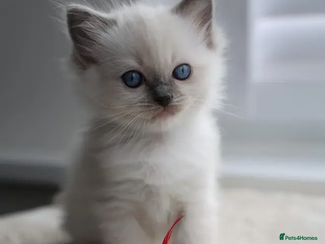 Ragdoll cats for sale: GCCF Ragdoll kittens. Lynx, Blue point, mitted. - Advert 6