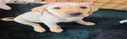 Labrador Retriever dogs for sale: Ready to leave labrador puppies 2girl 3male left  - Advert 31