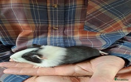 Guinea Pig rodents for sale: Baby Guinea Pigs For Sale - Image 4