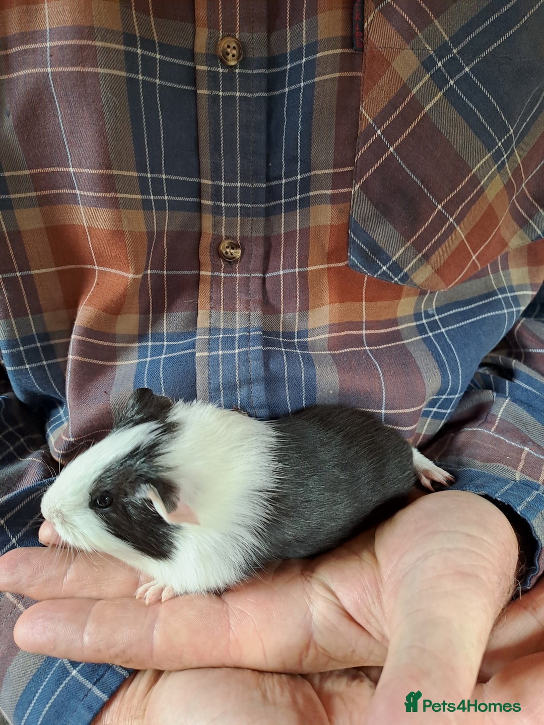 Guinea Pig rodents for sale: Baby Guinea Pigs For Sale - Image 4