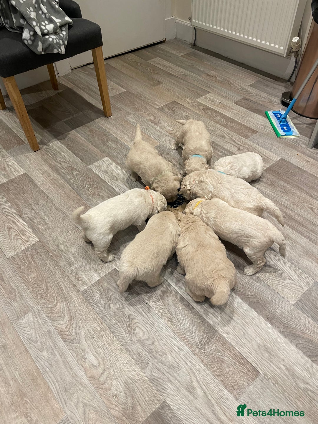 Goldendoodle dogs for sale: Golden doodle puppies  - Advert 5