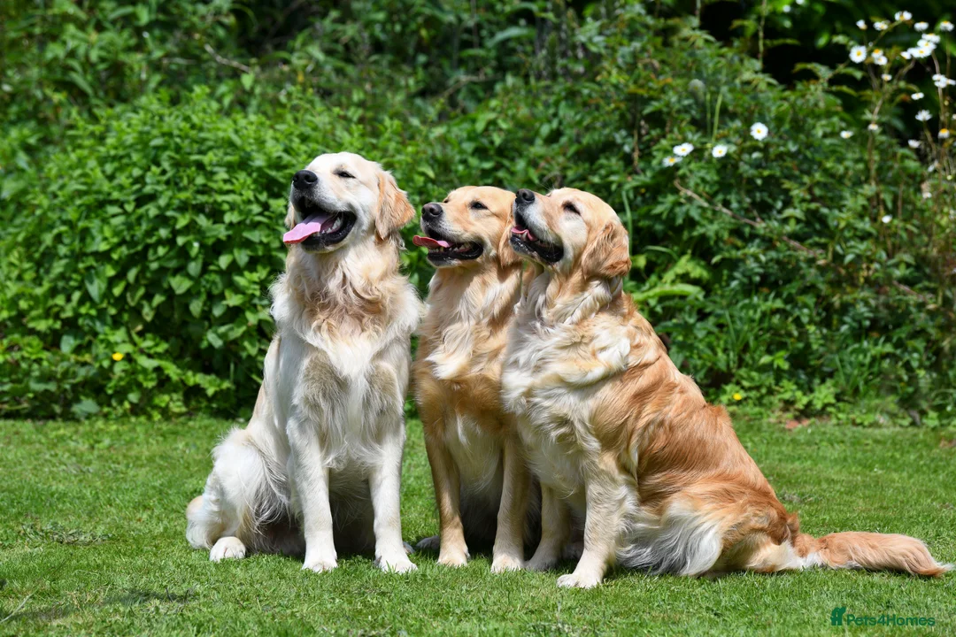 Golden Retriever dogs for sale: New Forest - Beautiful Golden Retriever Puppies  - Advert 2