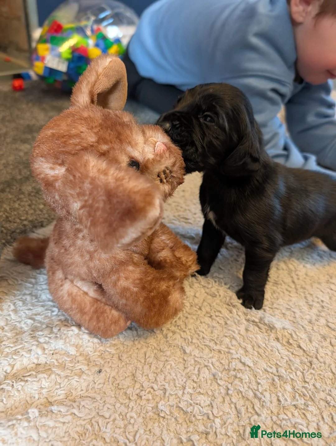 Cockerdor dogs for sale: Gorgeous F1 Cockerdor puppies for Sale in Ashbourne - Advert 2