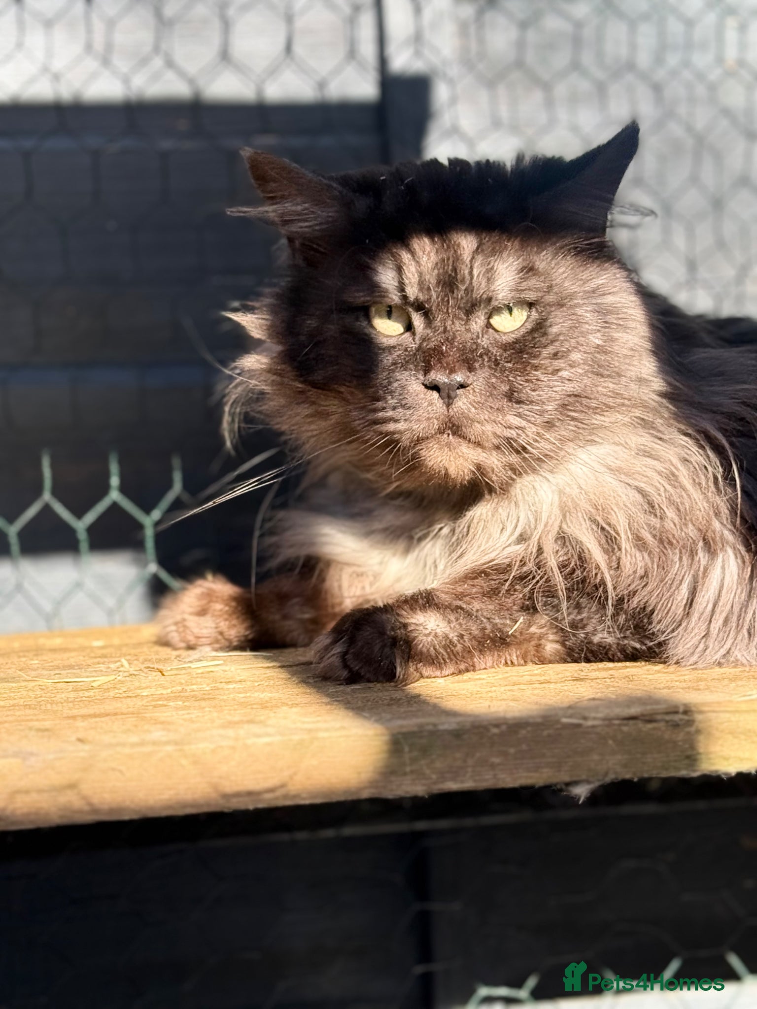 Maine Coon cats Massive TICA/GCCF black smoke Mainecoon for stud - Advert 8