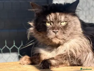 Maine Coon cats Massive TICA/GCCF black smoke Mainecoon for stud - Advert 8