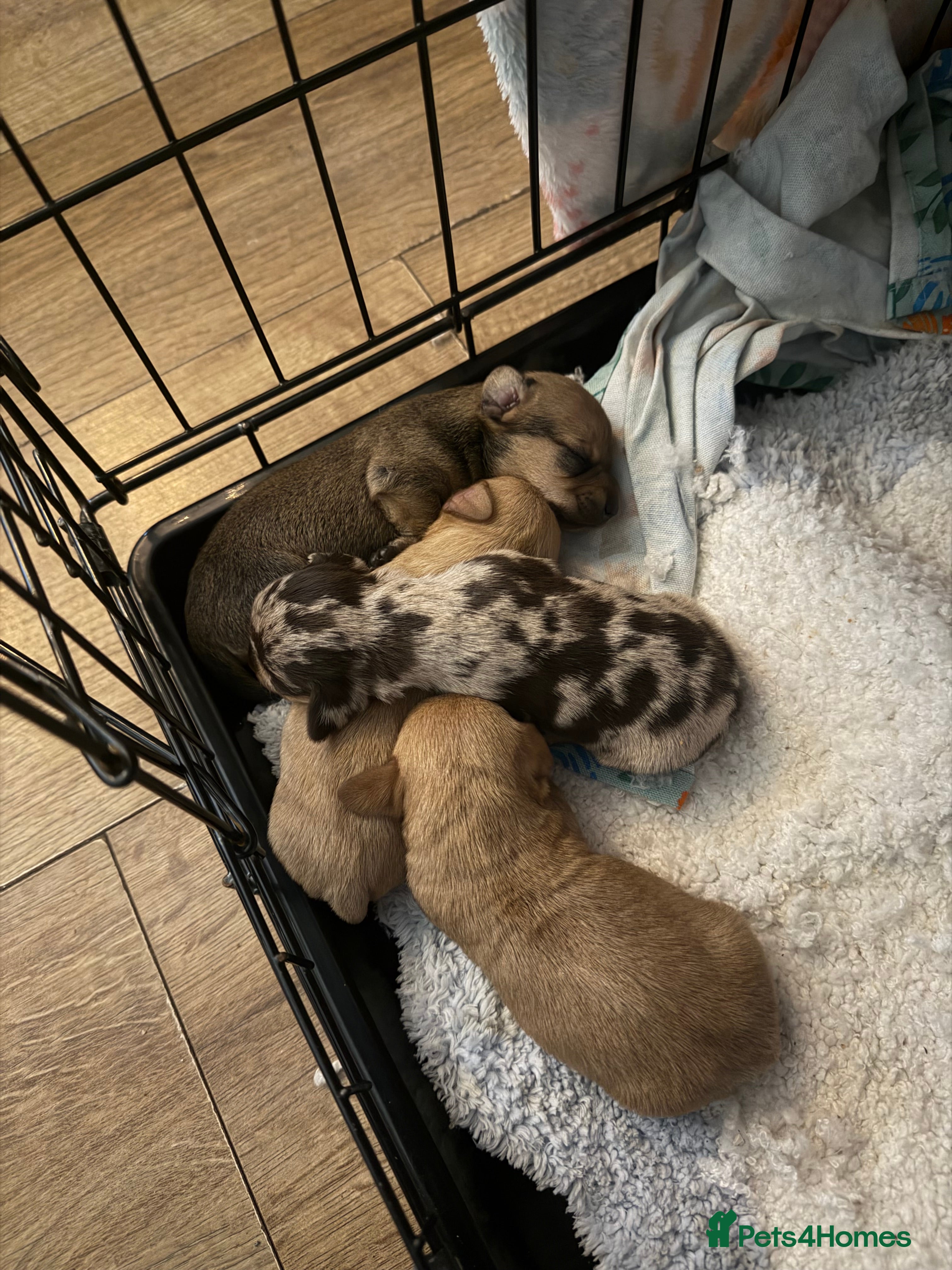 Chiweenie dogs Chiweenies  - Advert 1