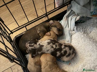 Chiweenie dogs Chiweenies - Advert 1