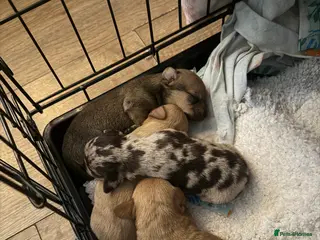 Chiweenie dogs Chiweenies - Advert 9