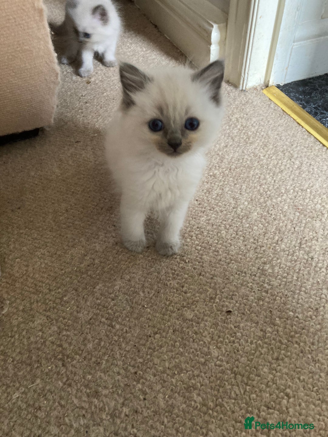 Ragdoll cats for sale: Ragdoll kitten READY NOW male and female £550 each - Image 5