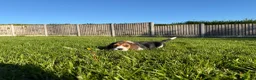 Beagle dogs for sale: Stunning KC beagles leave this weekend! - Advert 8
