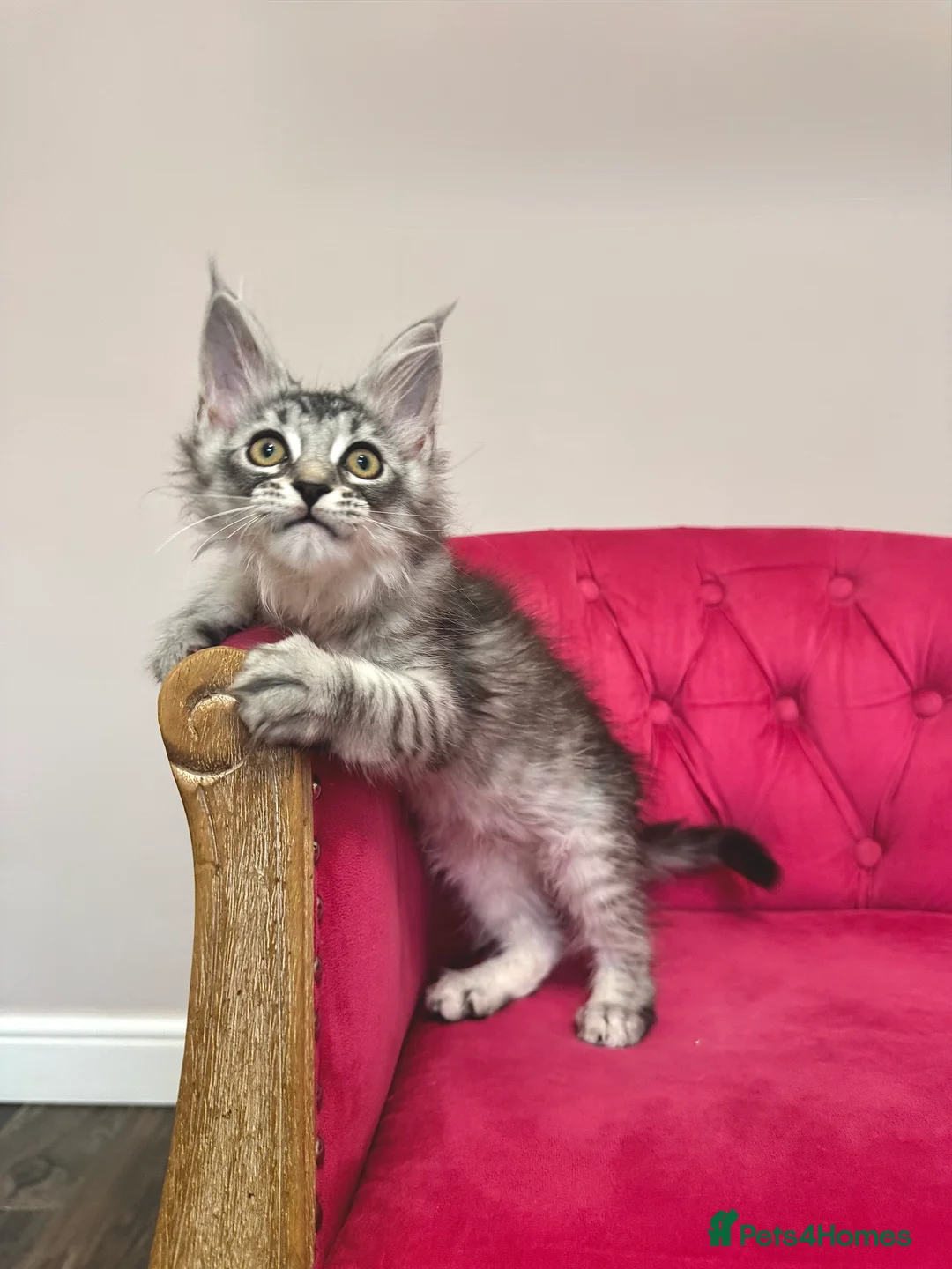 Maine Coon cats for sale: MaineCoon Kittens 🏆20+Gen🧬 Outstadning Pedigree - Advert 27