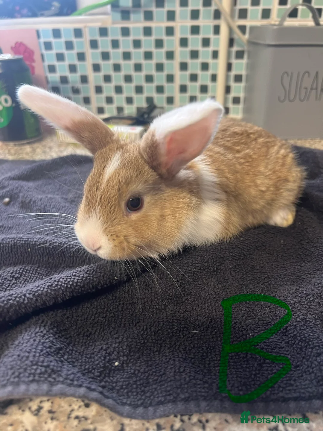 Mixed Breed rabbits for sale: Rabbits - Mix of Girls and boys  - Advert 8
