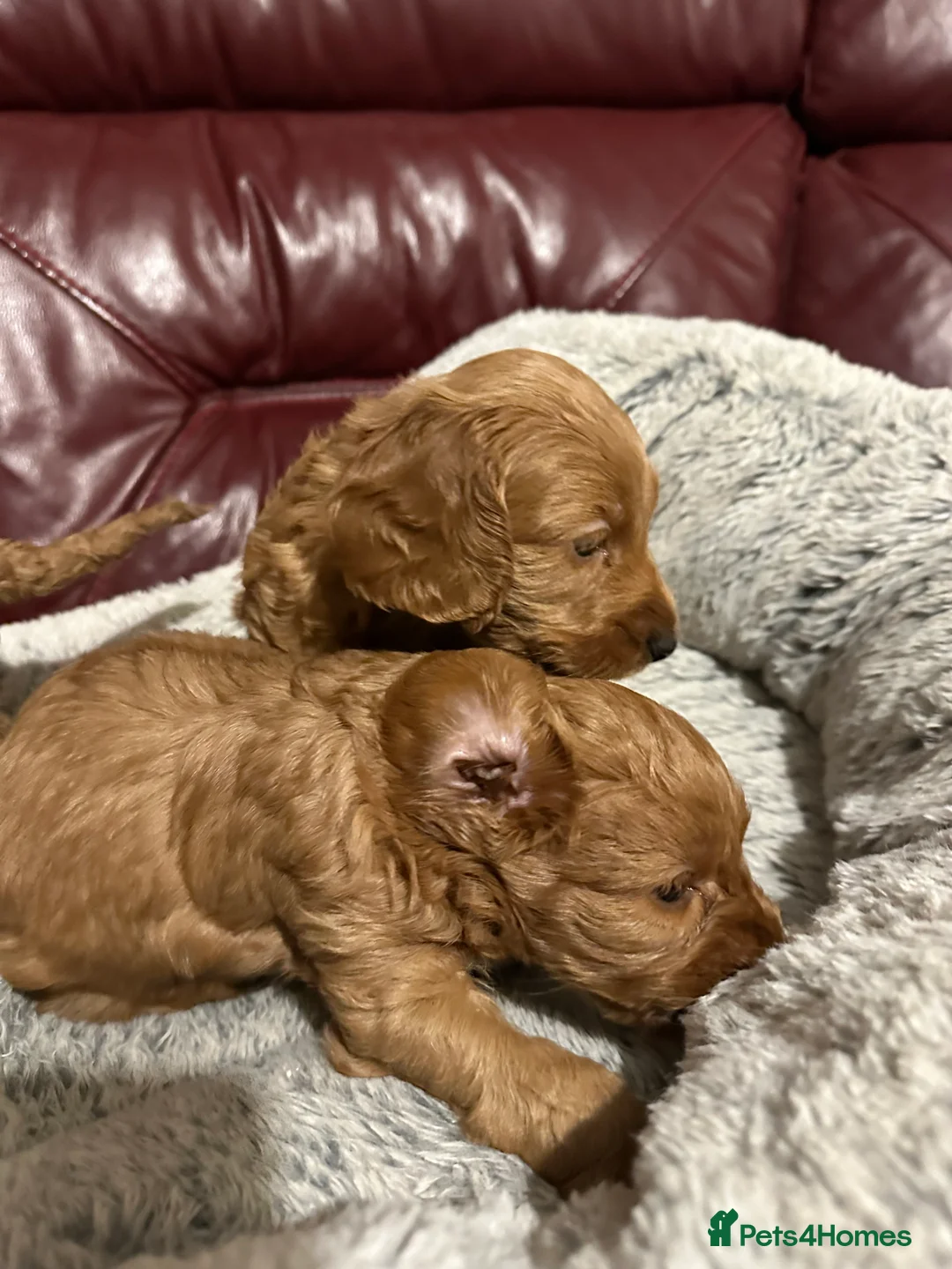 Cockapoo dogs for sale: 4left ready to leave 13th Feb - Advert 7
