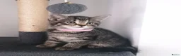 Mixed Breed cats for sale: Exceptional Kittens, Wonderful Personalities ❤️ in Waltham Cross - Advert 14