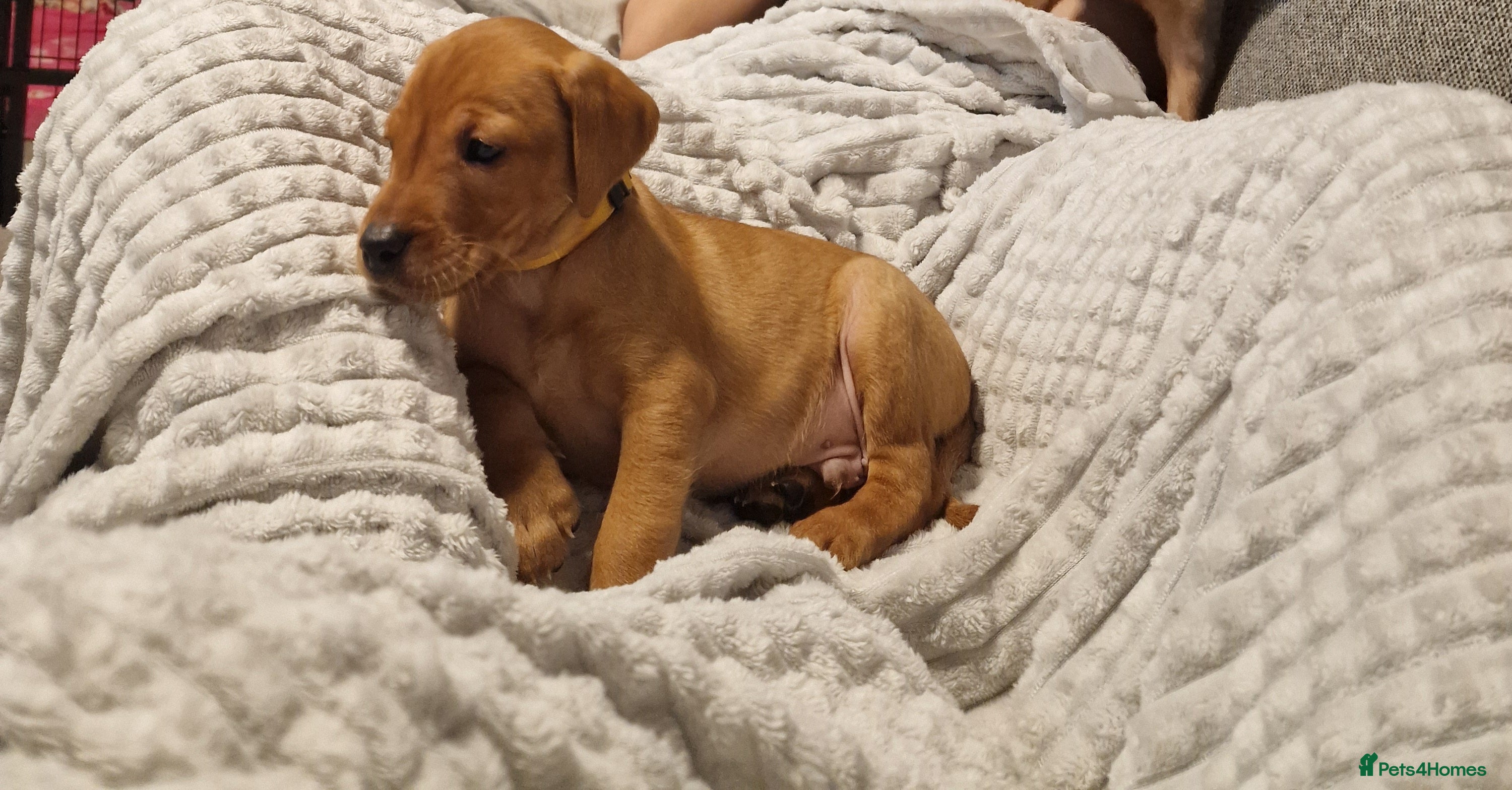 Labrador Retriever dogs Ready Now! Beautiful Red Fox Labrador Puppies - Advert 16