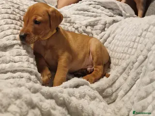 Labrador Retriever dogs Ready Now! Beautiful Red Fox Labrador Puppies - Advert 16