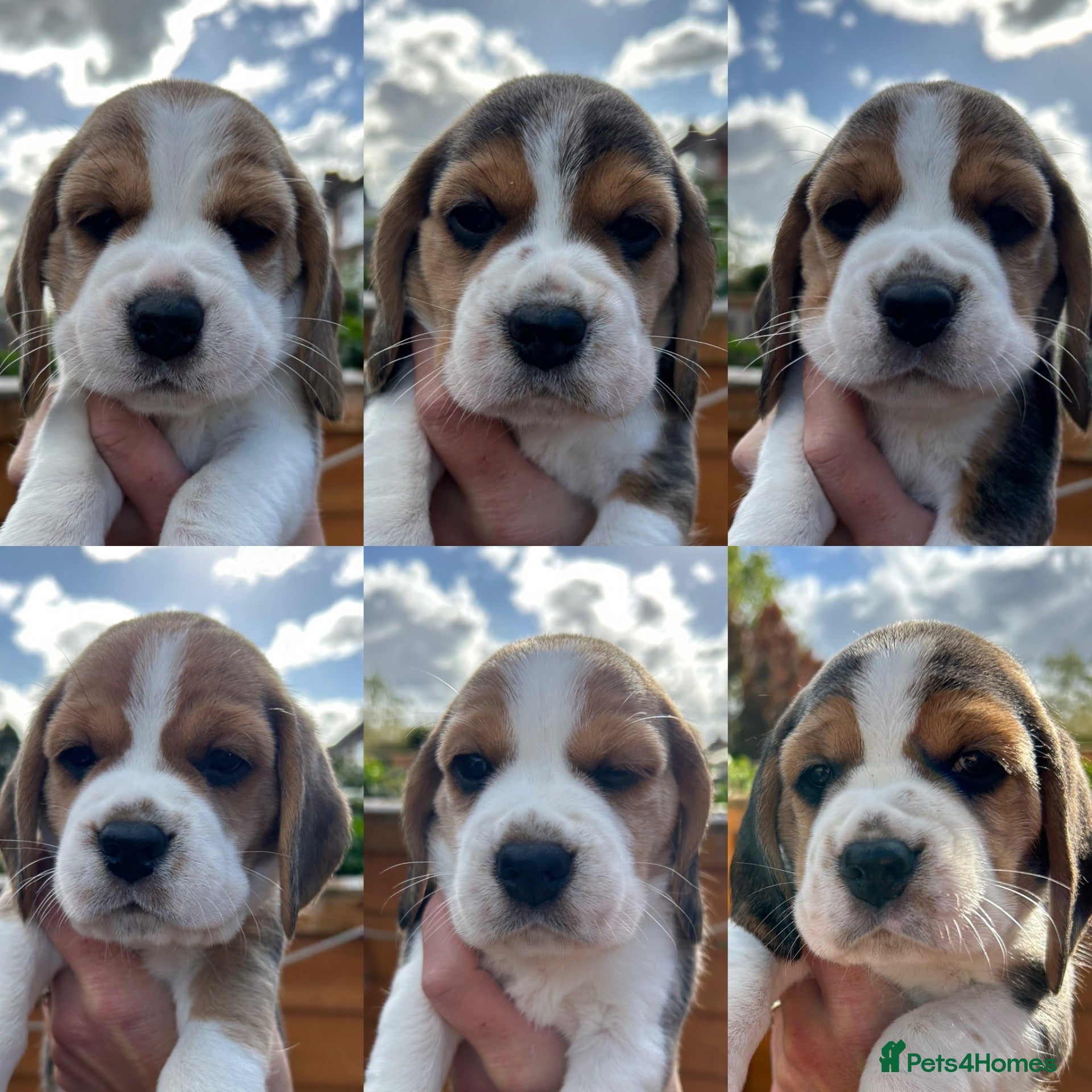 Beagle dogs 3 left Top KC Reg Beagle Puppies - Advert 7
