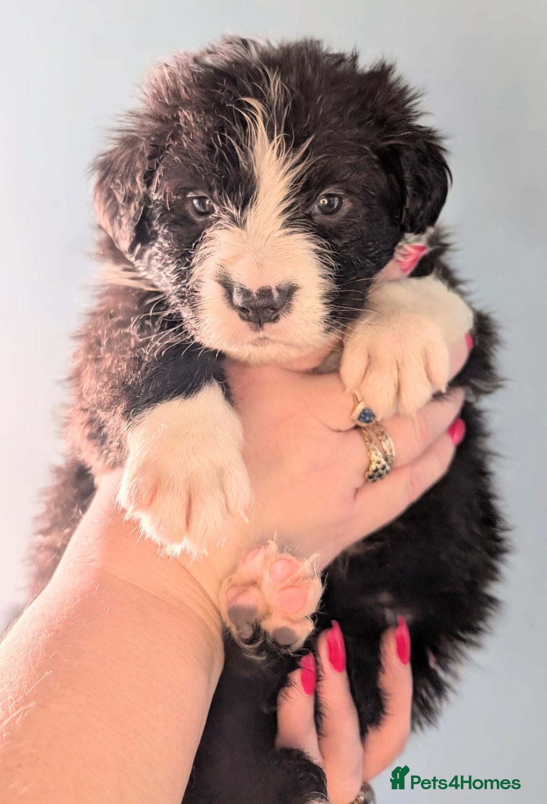 Mixed Breed dogs for sale: Beautiful Bordernese Puppies - Advert 15