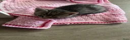 Mixed Breed cats for sale: Last girl Silver grey Tabby £85 due to timewaster - Advert 5
