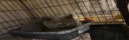 British Shorthair cats for sale: 7 British shorthairs for sale  in Whitstable - Advert 8