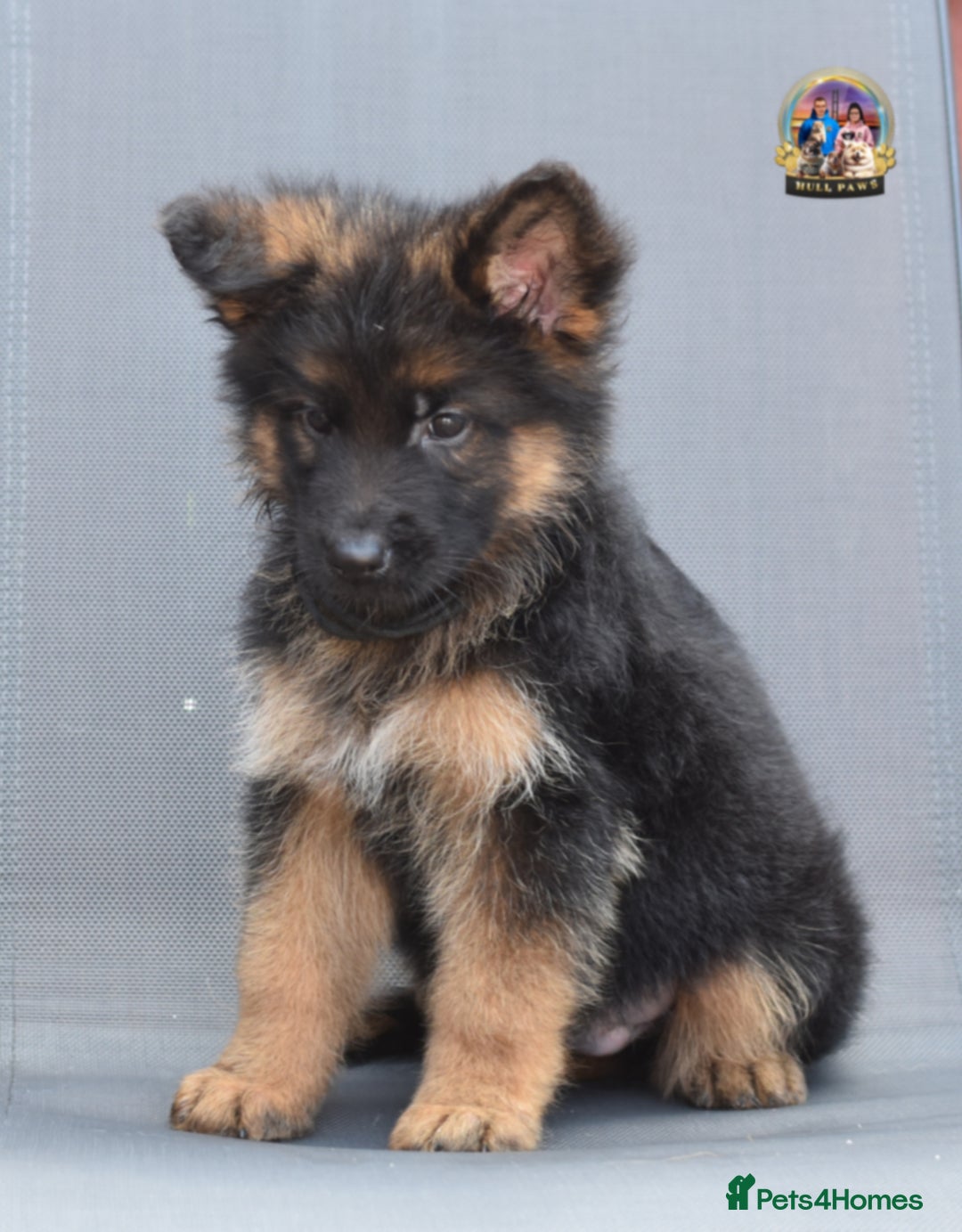 German Shepherd dogs for sale: 🤩💥READY NOW 🤩💥German shepherd puppies  - Image 17