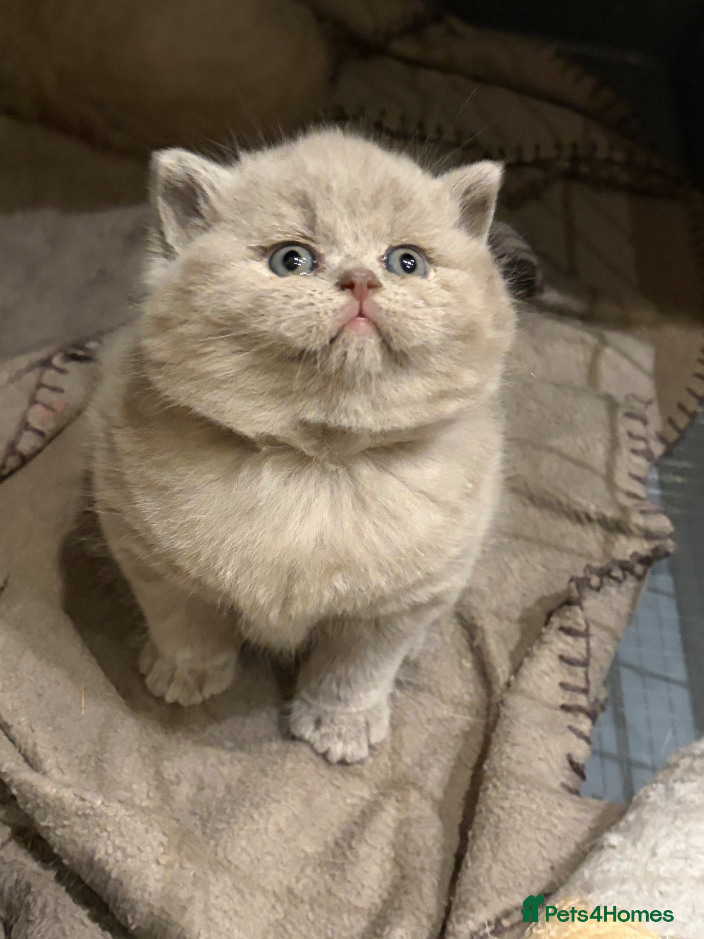 British Shorthair cats for sale: Fawn Pure Pedigree GCCF British Short Hair - Advert 1