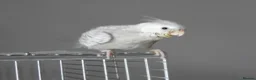 Cockatiels birds for sale: Hand Reared Cockatiels White Face and albino  - Advert 3