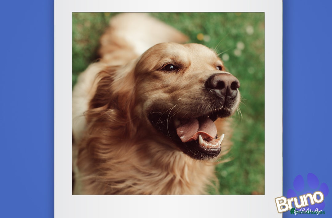 Golden Retriever dogs for stud: KCReg Well Proven Golden Stud, Health & DNA Tested in Wilmslow - Image 10