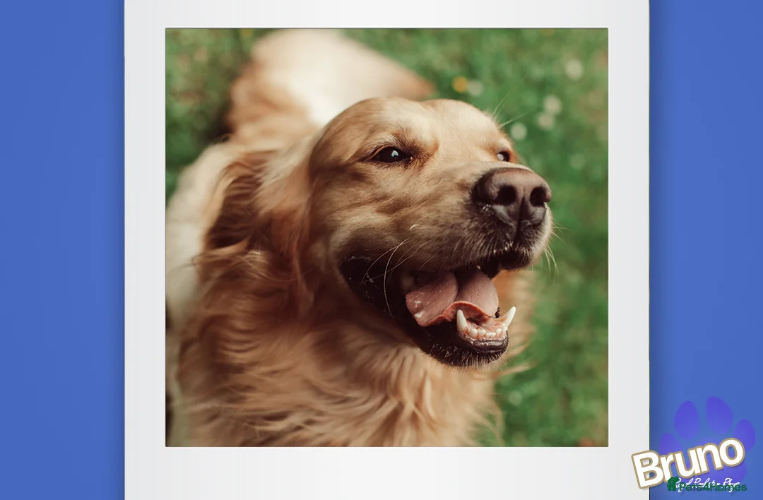 Golden Retriever dogs for stud: KCReg Well Proven Golden Stud, Health & DNA Tested in Wilmslow - Advert 10