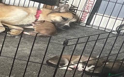 Huskita dogs for sale: Beautiful Female Huskita puppy - Image 14