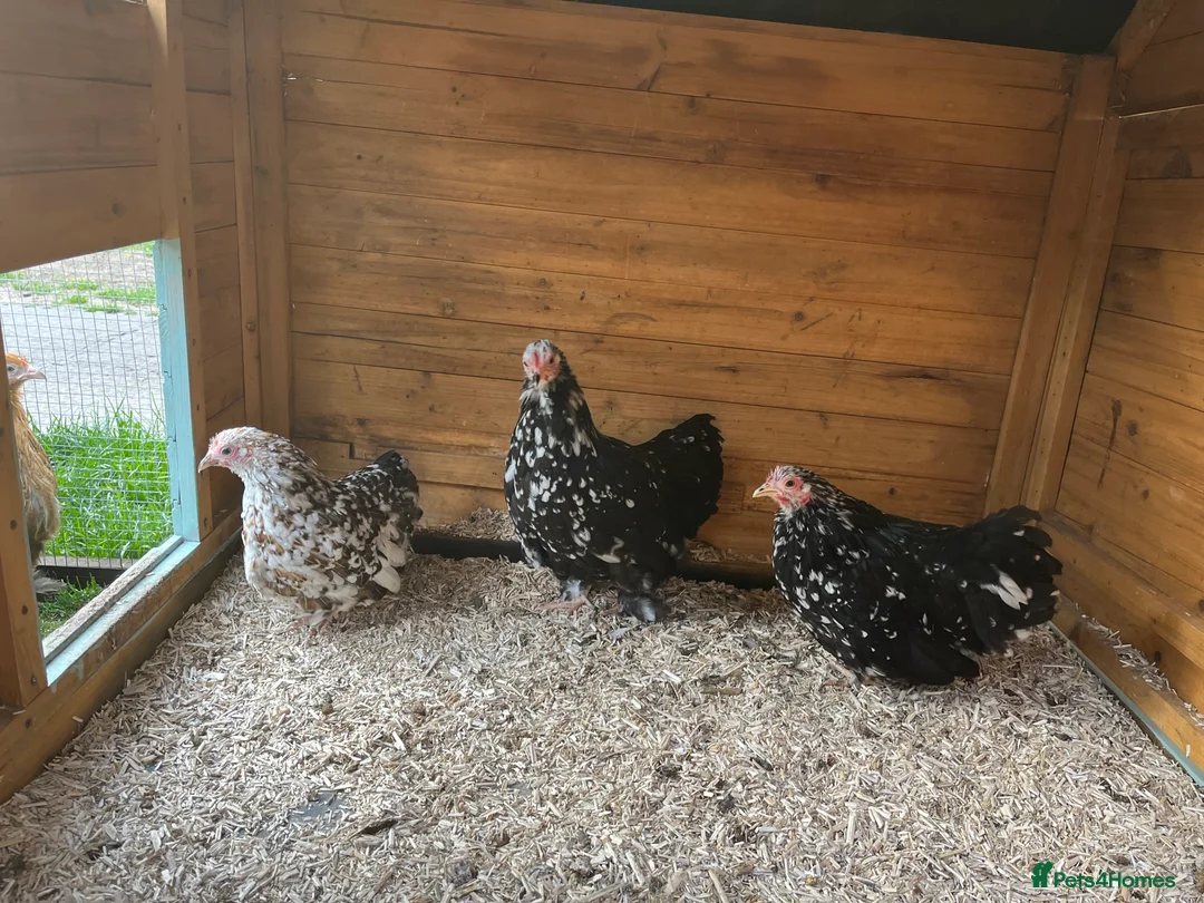 Chickens poultry for sale: Pekin Point of Lay Females  - Advert 3